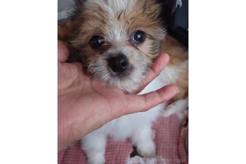販売中の北海道のミックス犬-396236の6枚目